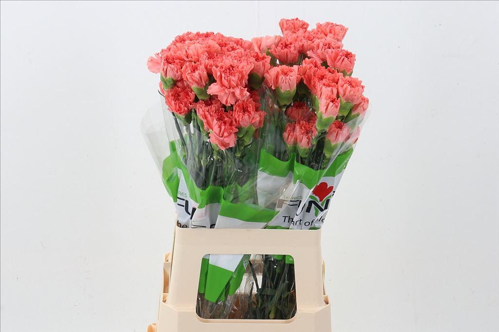 Срезанные цветы оптом Dianthus st orange flame от 80шт из Голландии с доставкой по России