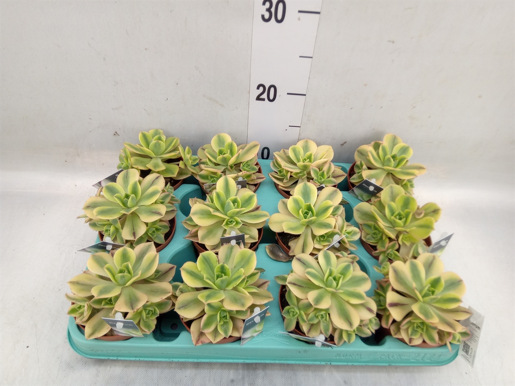 Горшечные цветы и растения оптом Aeonium   ... от 12шт (для телеги) из Голландии с доставкой по России