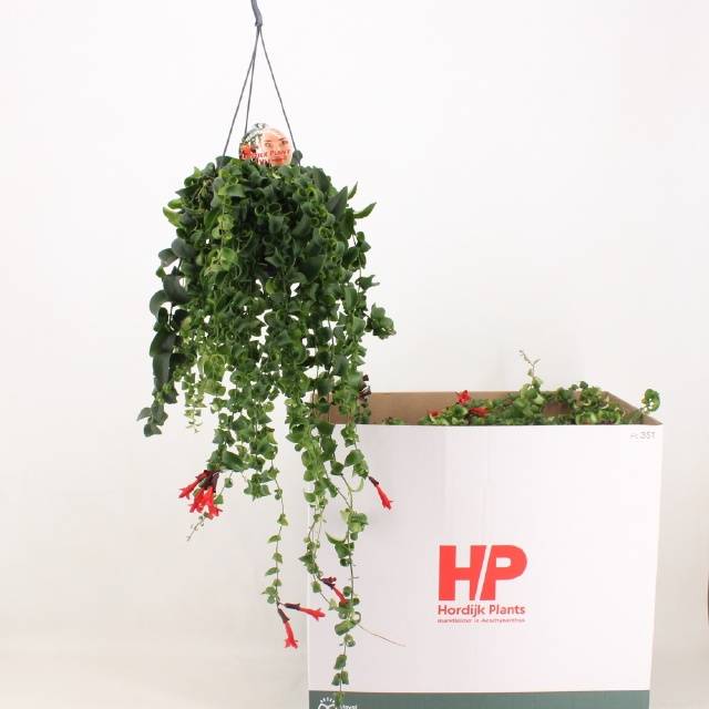 Горшечные цветы и растения оптом Aeschynanthus Rasta Hanging Pot от 7шт из Голландии с доставкой по России