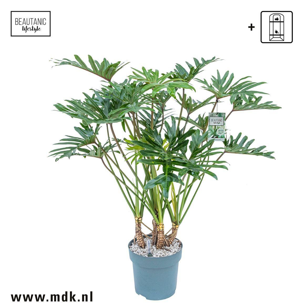 Горшечные цветы и растения оптом Philodendron Xantal + Watermeter от 1шт из Голландии с доставкой по России