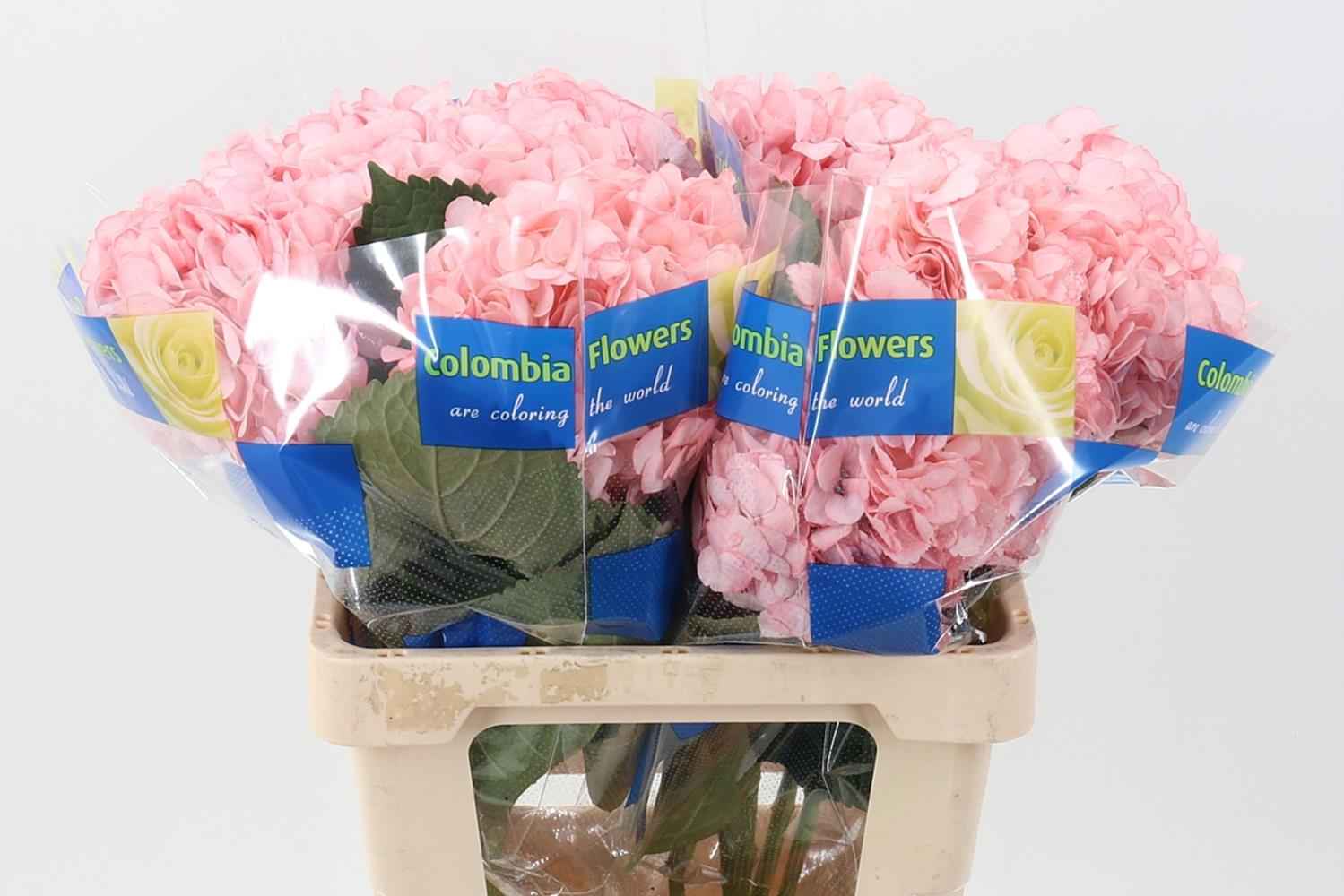 Срезанные цветы оптом Hydrangea pink от 10шт из Голландии с доставкой по России