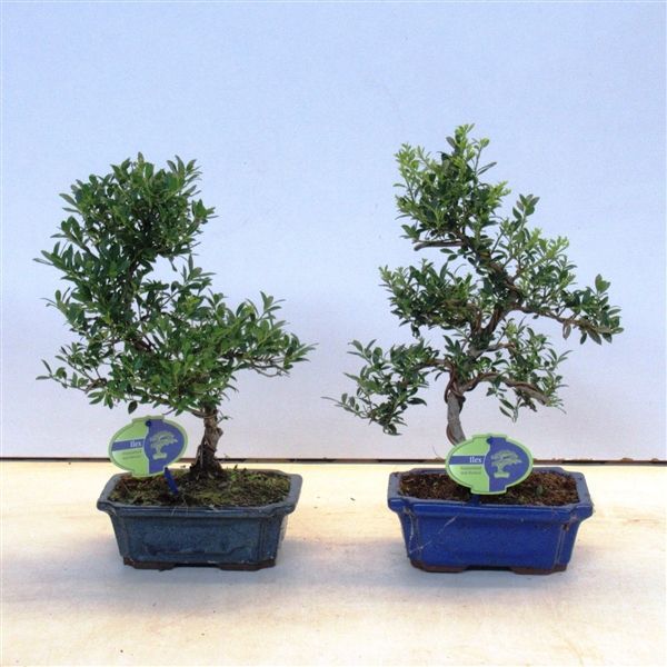 Горшечные цветы и растения оптом Bonsai Ilex Crenata, 19 Cm Shape, Small Leaf 19 Cm от 5шт из Голландии с доставкой по России