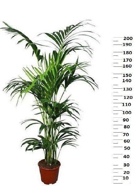 Горшечные цветы и растения оптом Howea Forsteriana от 1шт из Голландии с доставкой по России Горшечные цветы и растения оптом Howea Forsteriana от 1шт из Голландии с доставкой по России