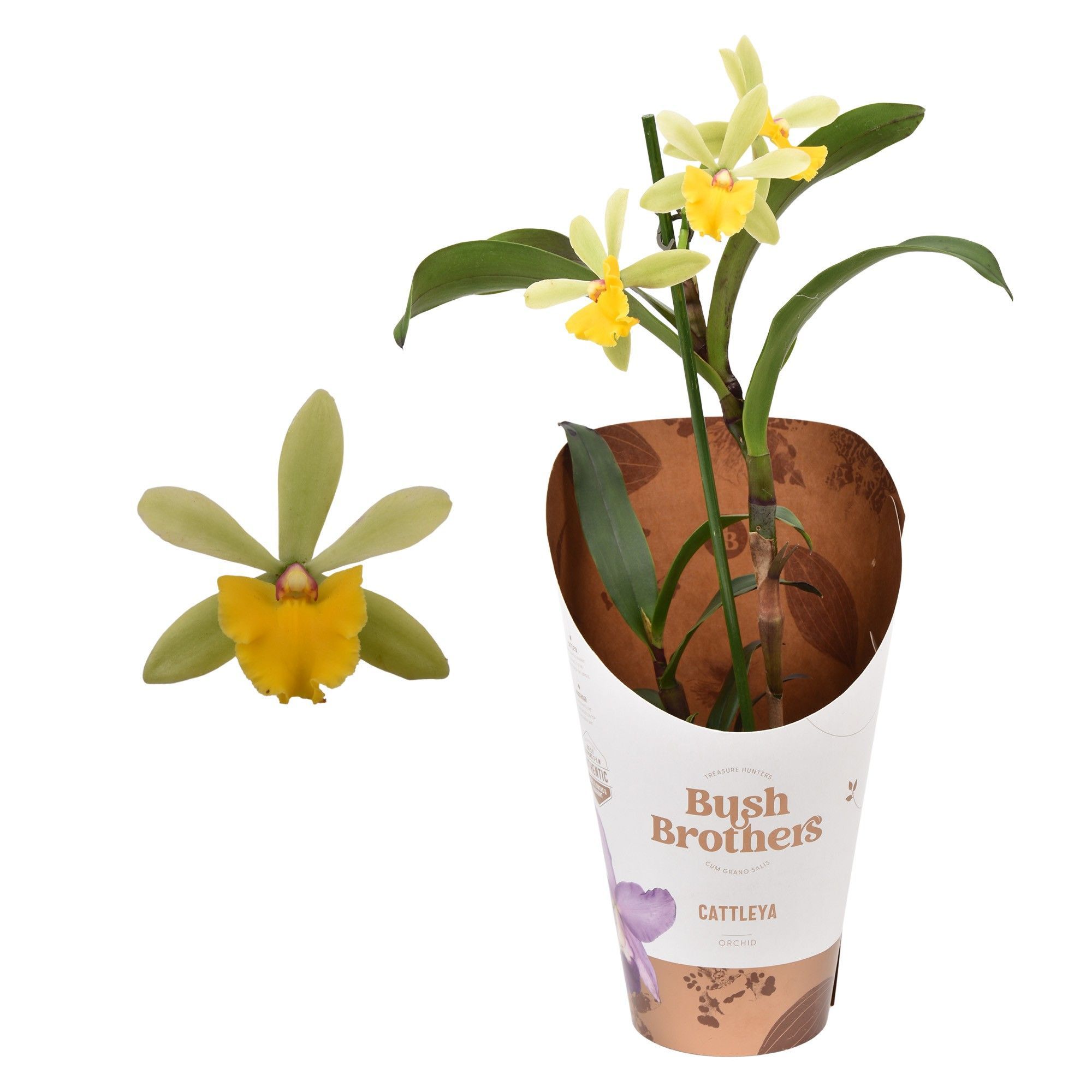 Горшечные цветы и растения оптом Epidendrum Cattleya от 10шт из Голландии с доставкой по России