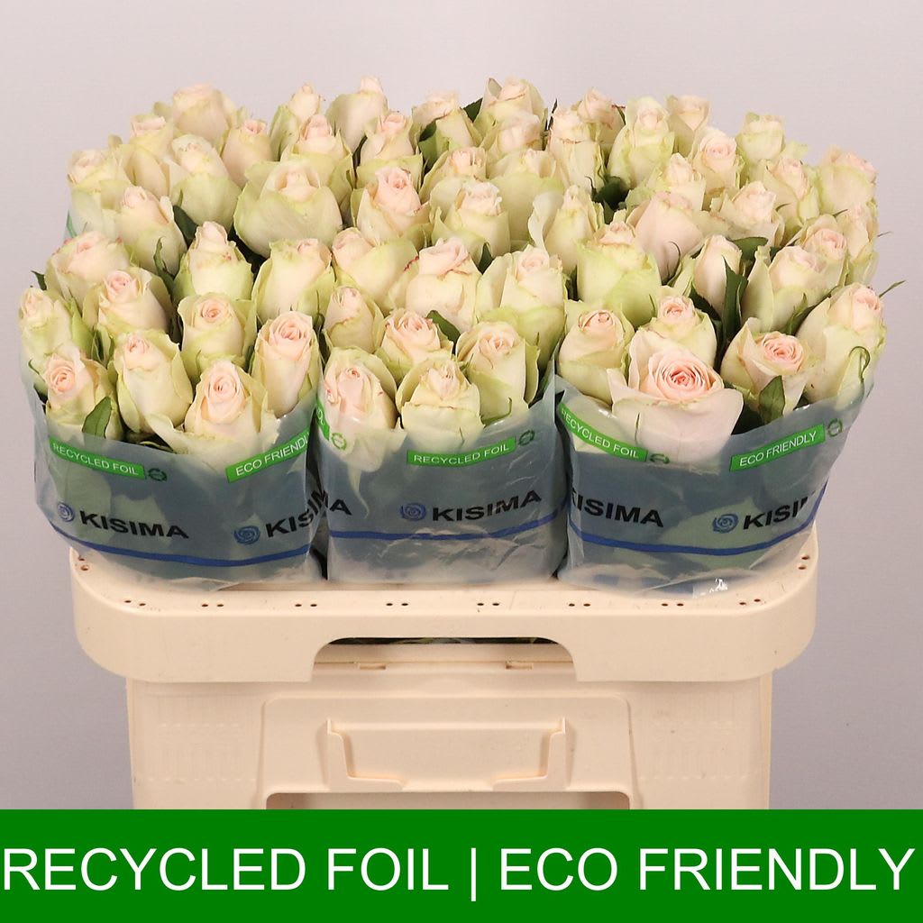Срезанные цветы оптом Rosa large high & bridal от 60шт из Голландии с доставкой по России