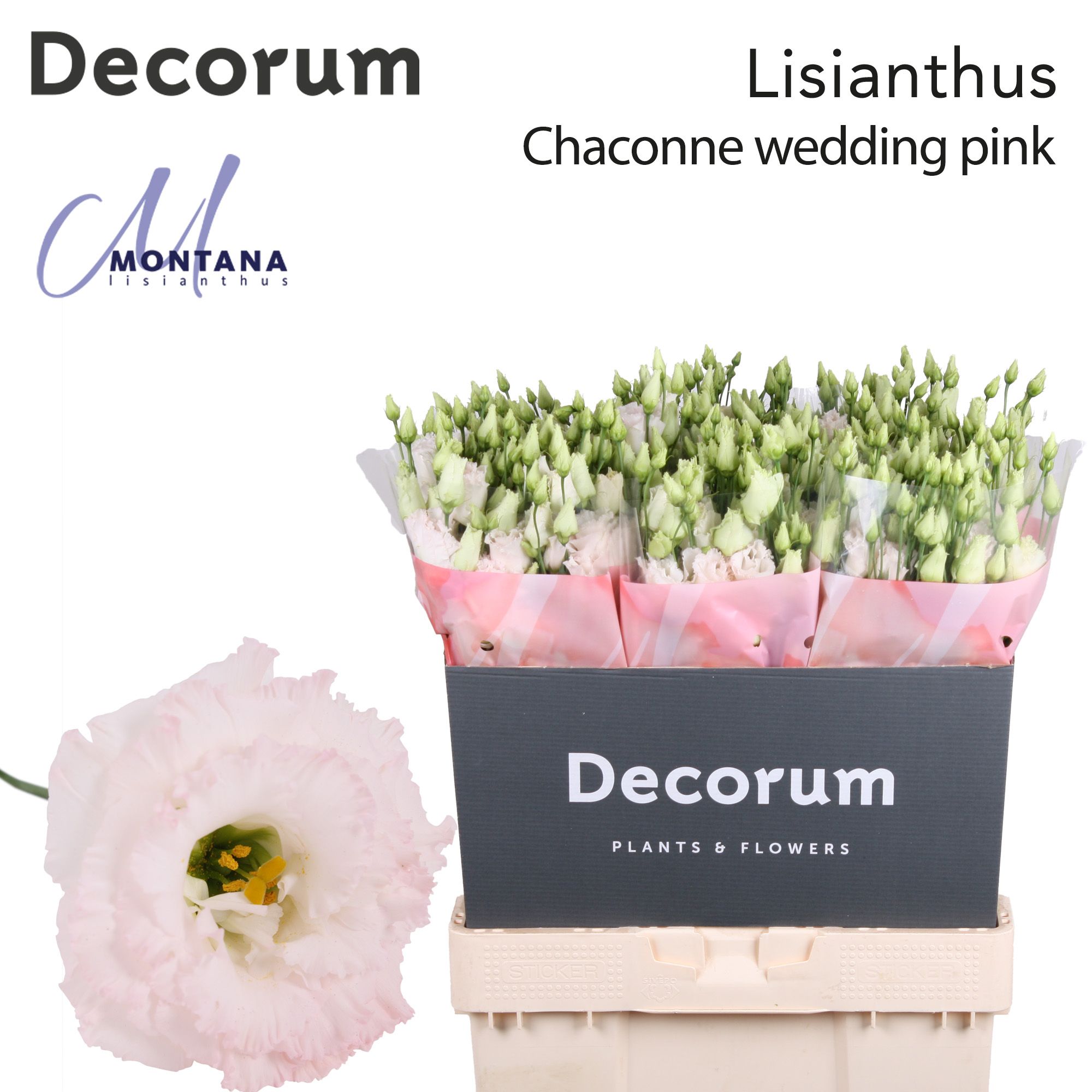 Срезанные цветы оптом Lisianthus do chaconne wedding pink от 20шт из Голландии с доставкой по России