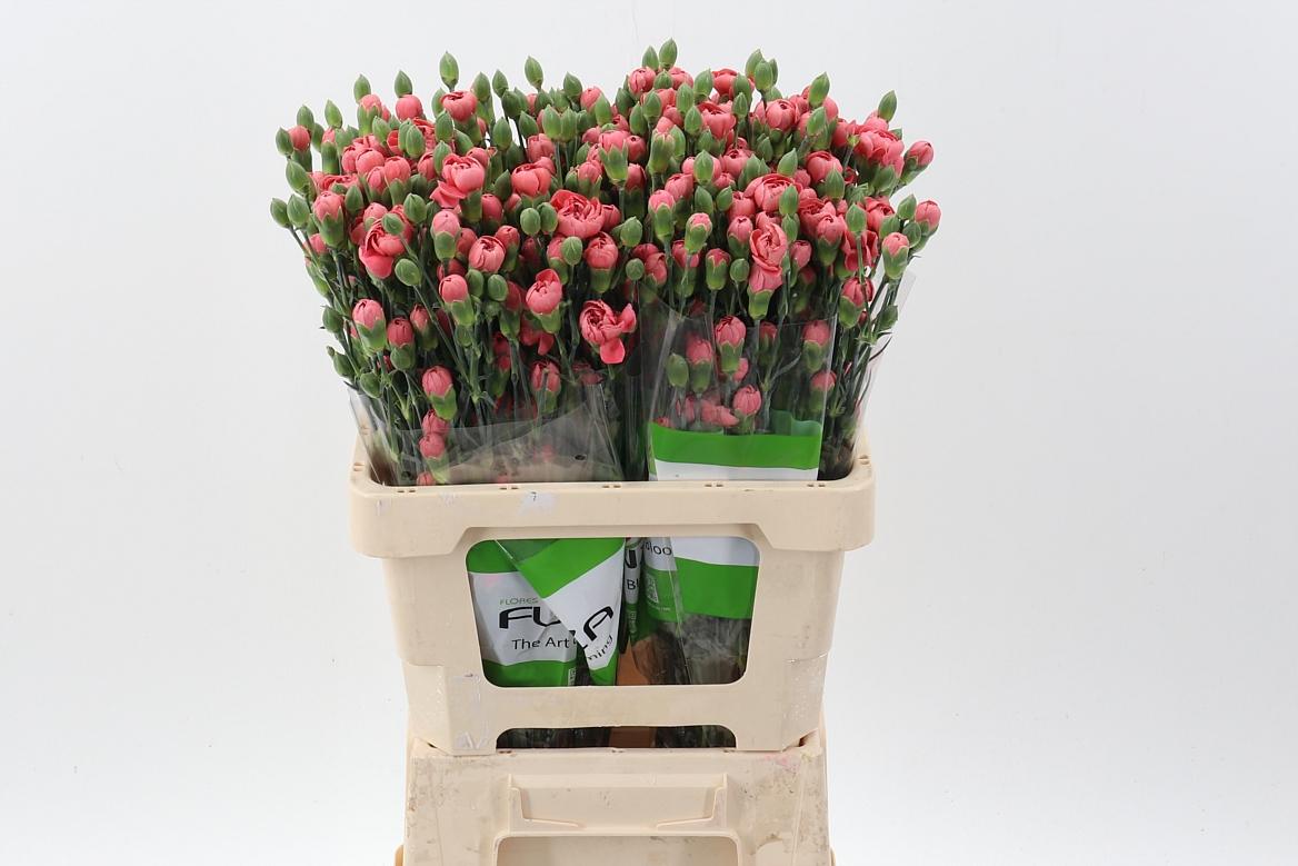 Срезанные цветы оптом Dianthus sp miss trendy от 100шт из Голландии с доставкой по России
