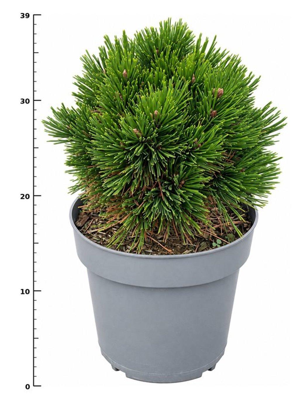 Горшечные цветы и растения оптом Pinus Leucodermis Schmidtii от 1шт из Голландии с доставкой по России