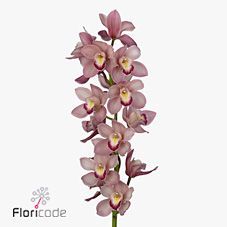 Срезанные цветы оптом Cymbidium pink lake rosa от 8шт из Голландии с доставкой по России