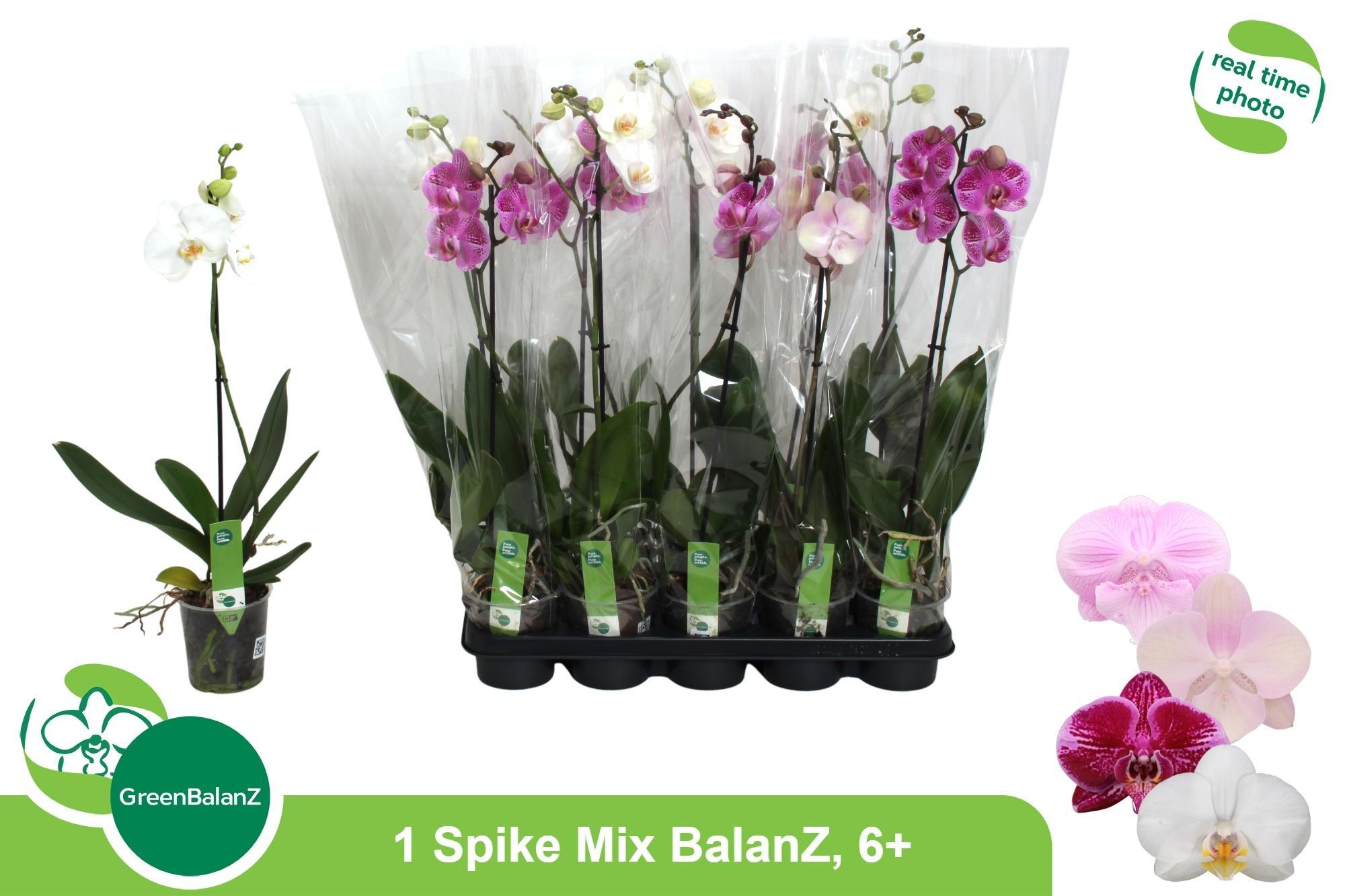 Горшечные цветы и растения оптом Phal 1st Mix 9+ (green Balanz) от 10шт из Голландии с доставкой по России