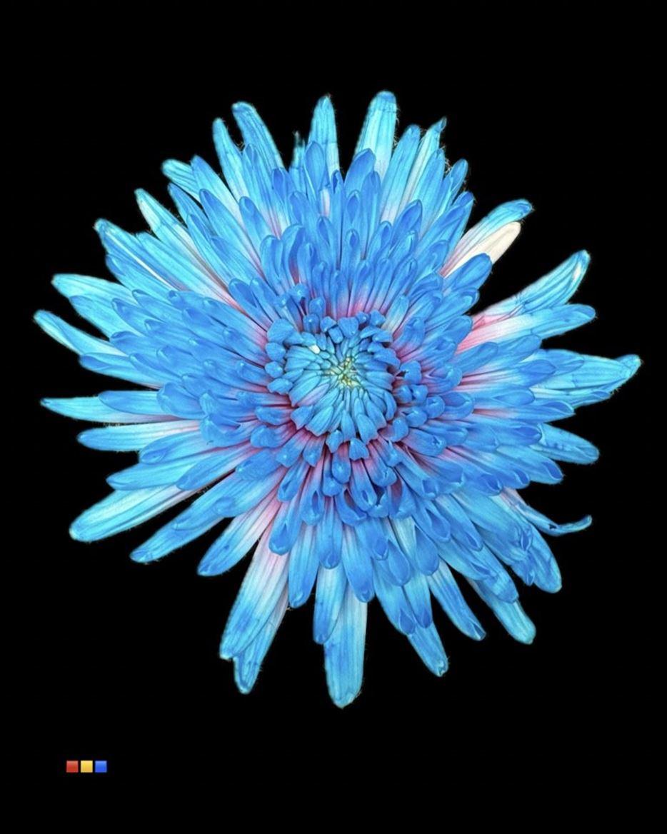 Срезанные цветы оптом Chrys bl paint topspin bubblegum от 60шт из Голландии с доставкой по России