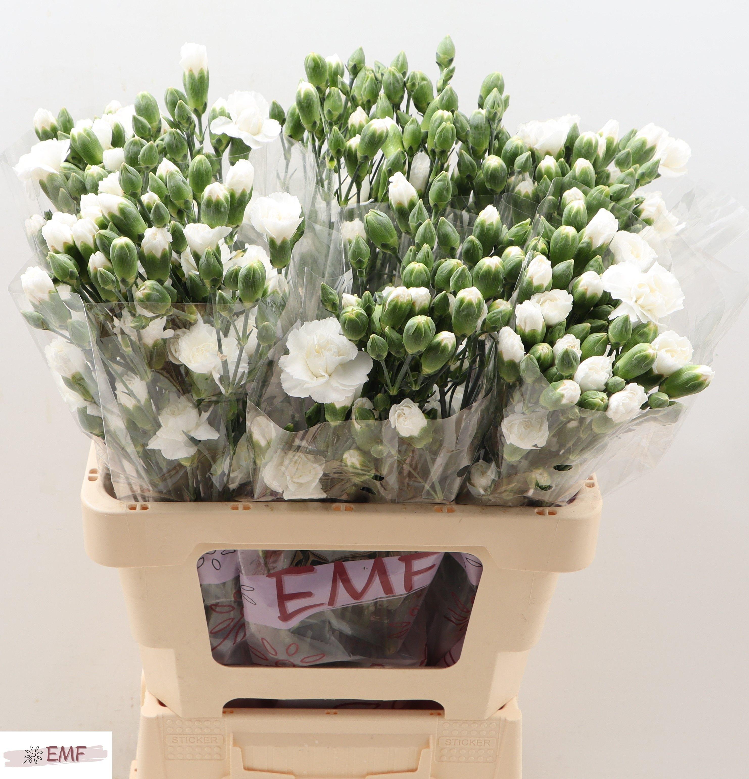 Срезанные цветы оптом Dianthus sp blanquita от 60шт из Голландии с доставкой по России