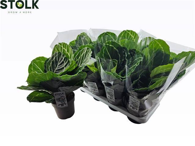 Горшечные цветы и растения оптом Calat Ov от 8шт из Голландии с доставкой по России