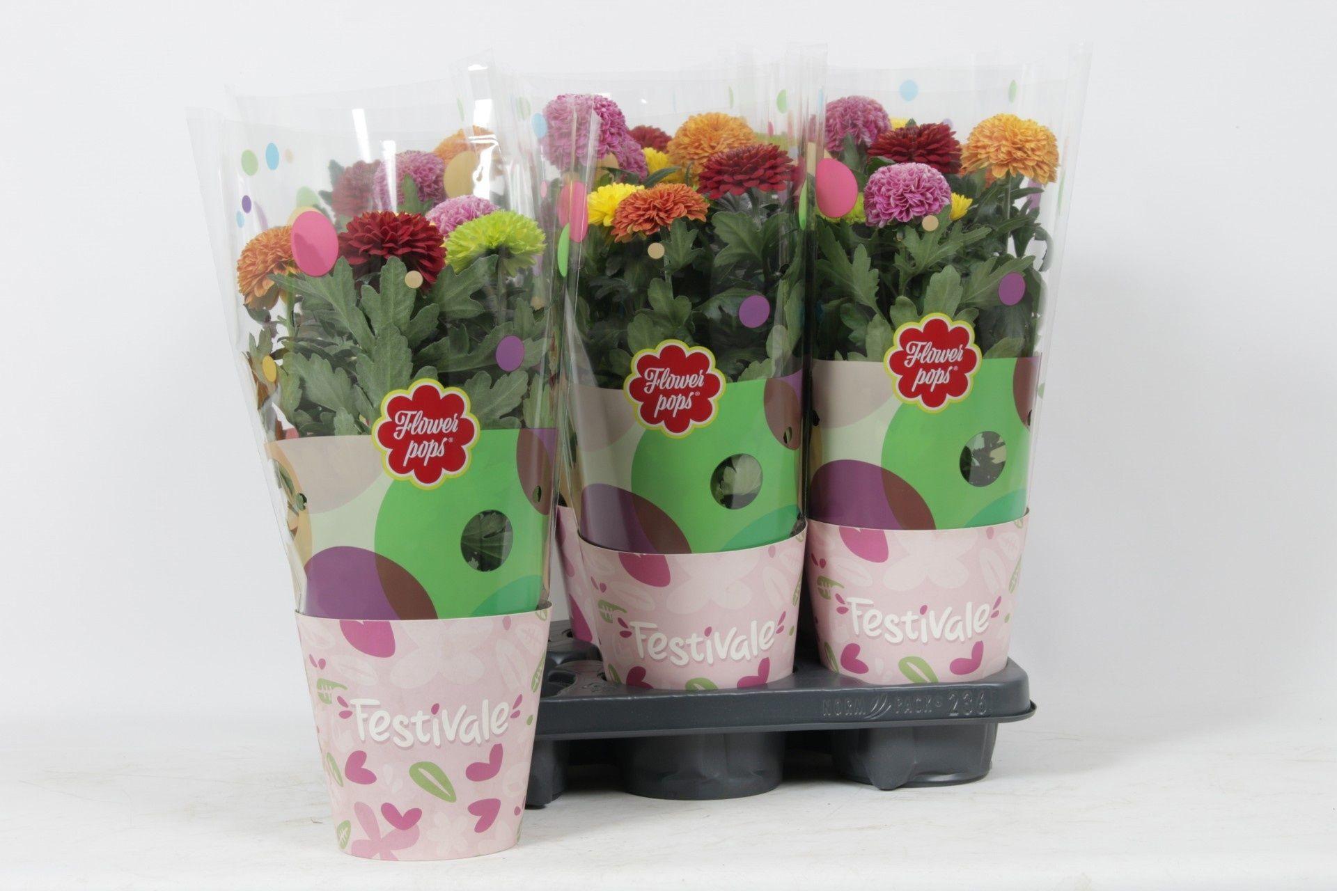 Горшечные цветы и растения оптом Chrys Fp Gem In Pot от 6шт из Голландии с доставкой по России