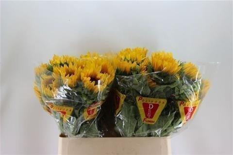 Срезанные цветы оптом Helianthus orange fire от 40шт. из Голландии с доставкой по России