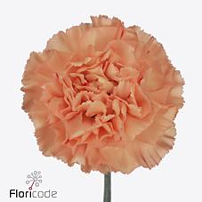 Срезанные цветы оптом Dianthus st stromboli от 80шт из Голландии с доставкой по России