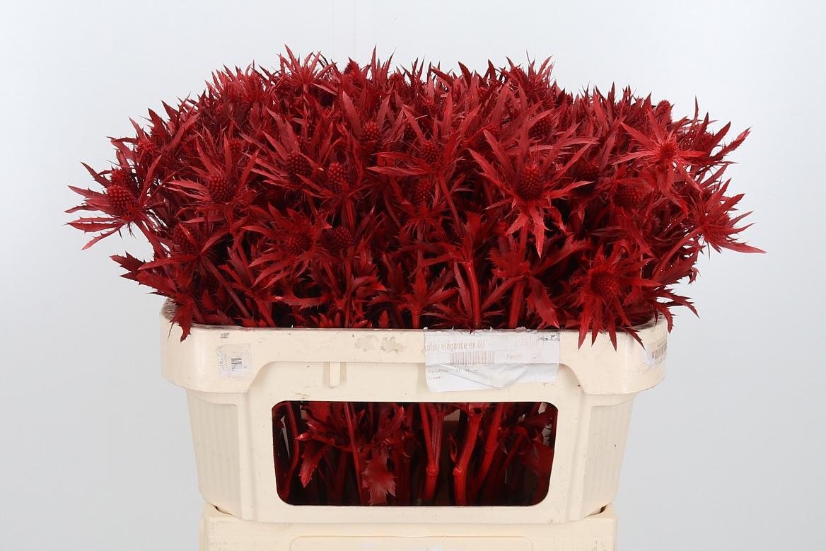 Срезанные цветы оптом Eryngium orion paint red от 50шт из Голландии с доставкой по России