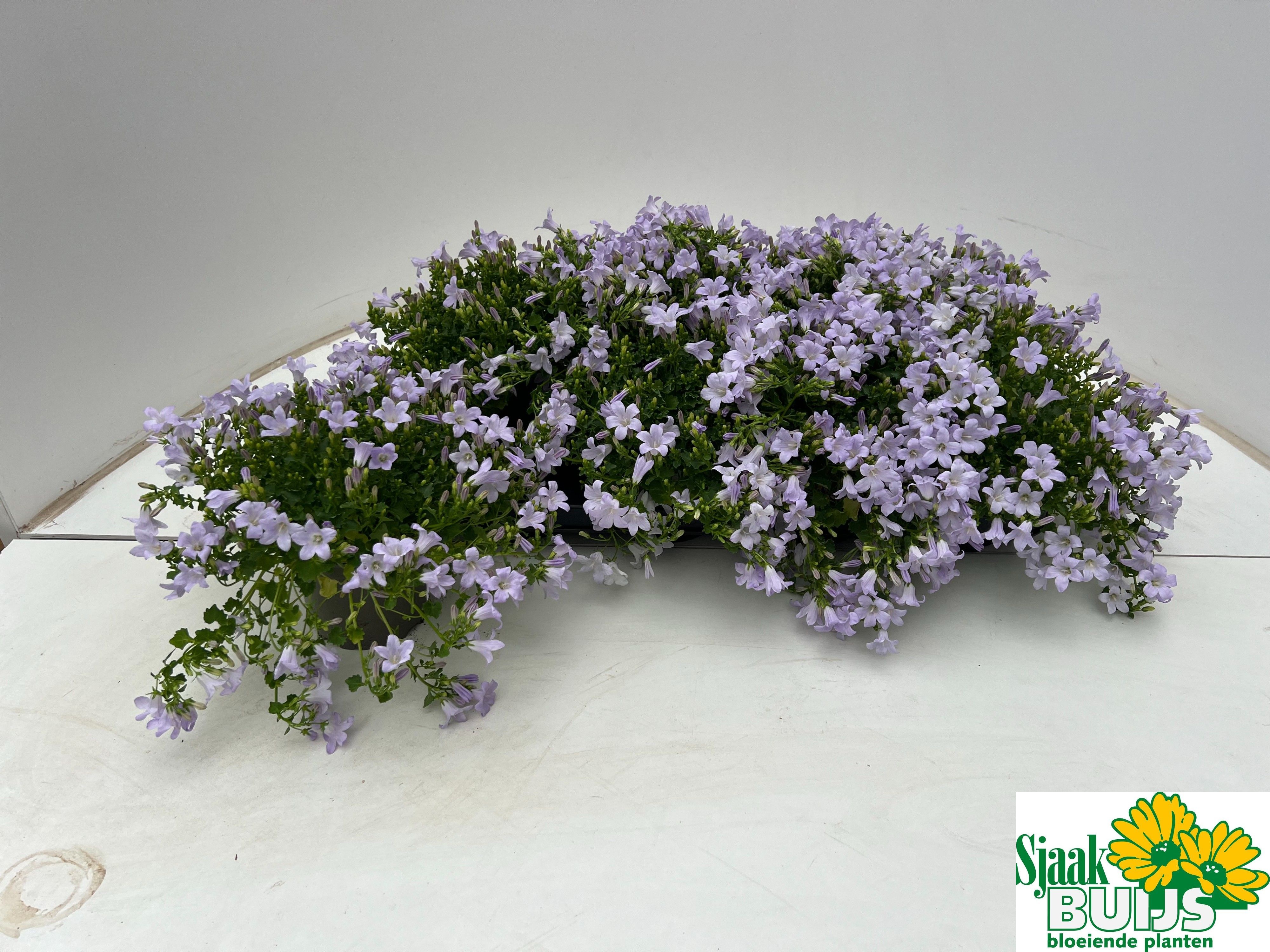 Горшечные цветы и растения оптом Camp Por Kane от 8шт (для телеги) из Голландии с доставкой по России