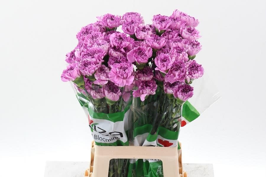 Срезанные цветы оптом Dianthus st yukari scuro от 80шт из Голландии с доставкой по России
