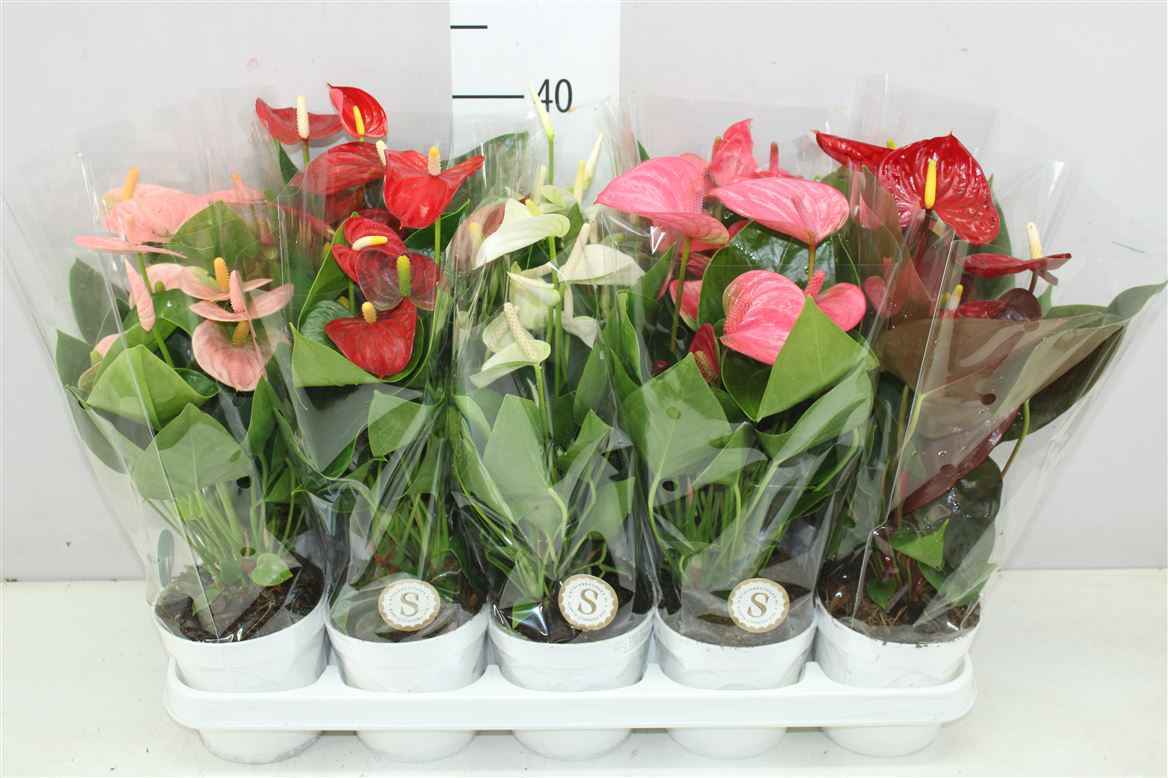Горшечные цветы и растения оптом Anth An Gemengd Royal от 10шт из Голландии с доставкой по России
