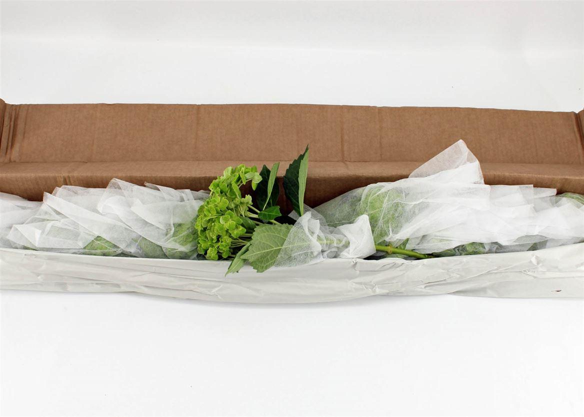 Срезанные цветы оптом Hydrangea clover variegated от 12шт из Голландии с доставкой по России
