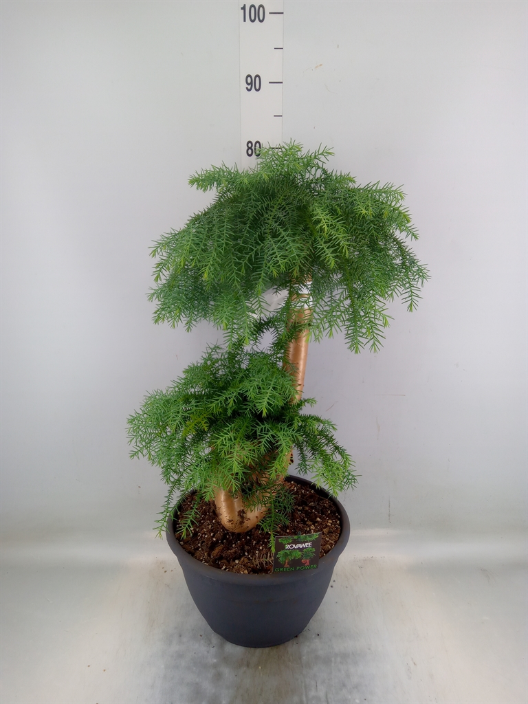 Горшечные цветы и растения оптом Araucaria   ... от 1шт из Голландии с доставкой по России