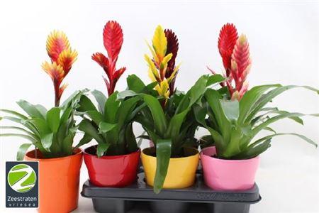 Горшечные цветы и растения оптом Vries Gem 5 Srt от 6шт из Голландии с доставкой по России