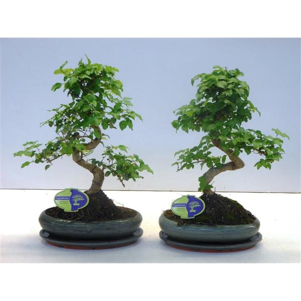 Горшечные цветы и растения оптом Bonsai Ligustrum Sinensis, With от 4шт из Голландии с доставкой по России