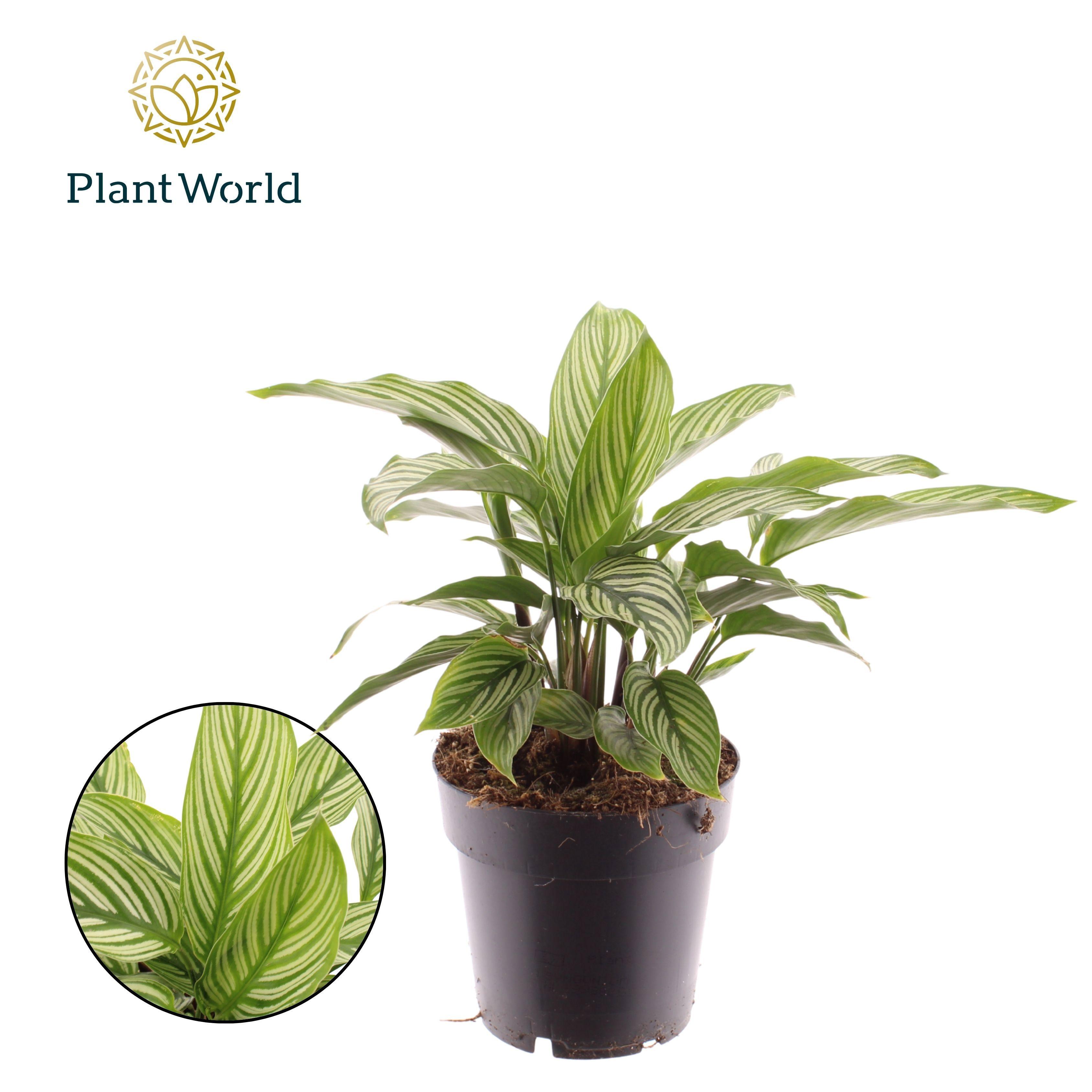 Горшечные цветы и растения оптом Calathea Vittata от 6шт из Голландии с доставкой по России