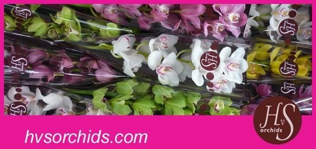 Срезанные цветы оптом Cymbidium mix от 9шт. из Голландии с доставкой по России