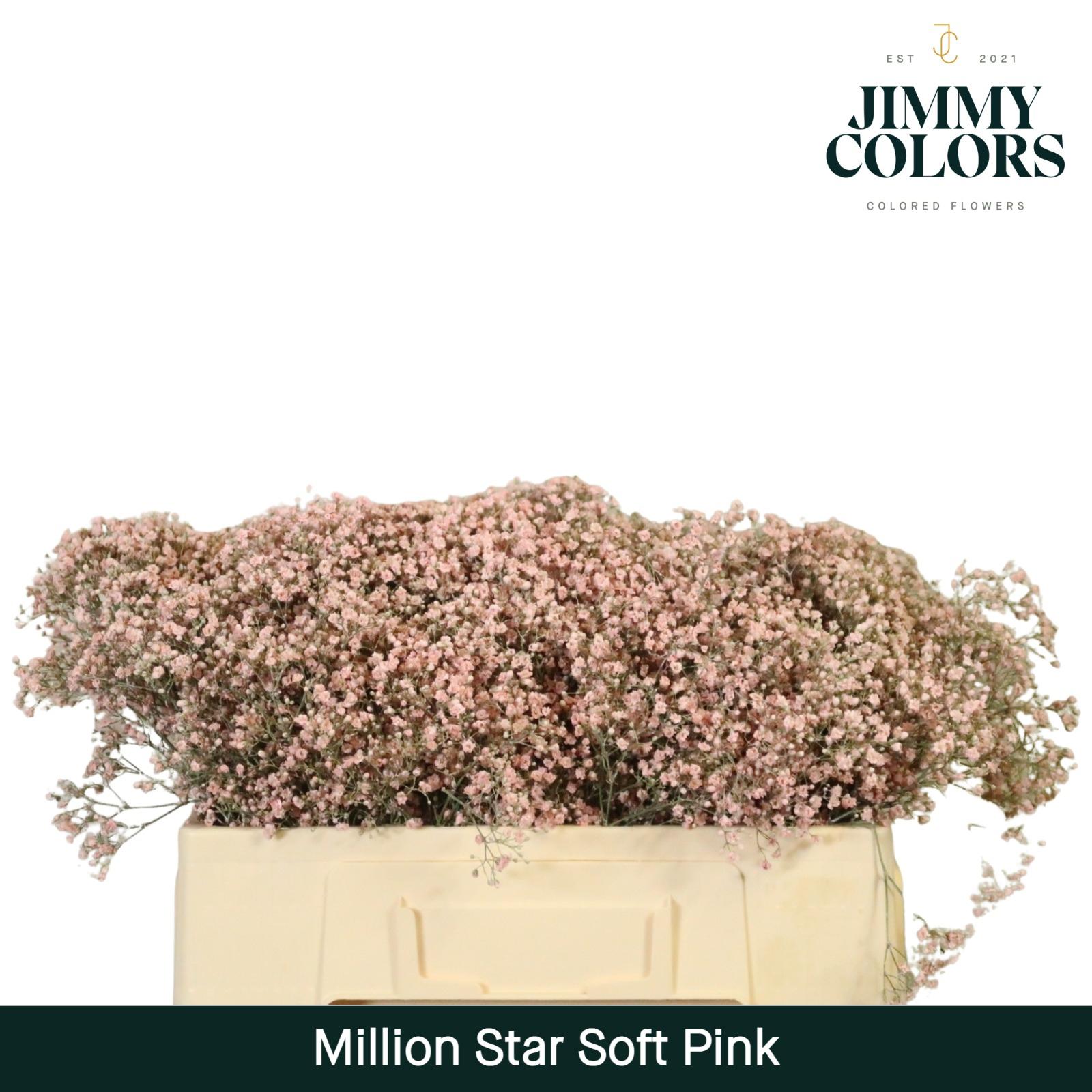 Срезанные цветы оптом Gyps fine paint pink light от 100шт из Голландии с доставкой по России