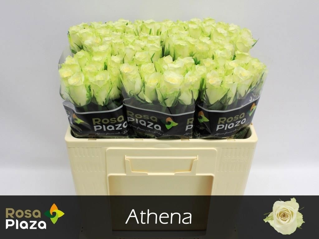 Срезанные цветы оптом Rosa large athena от 80шт.... из Голландии с доставкой по России