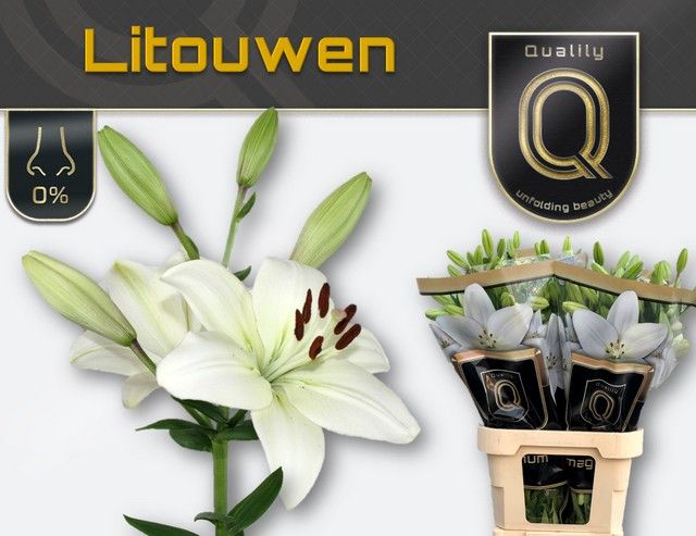 Срезанные цветы оптом Lilium la litouwen от 60шт из Голландии с доставкой по России