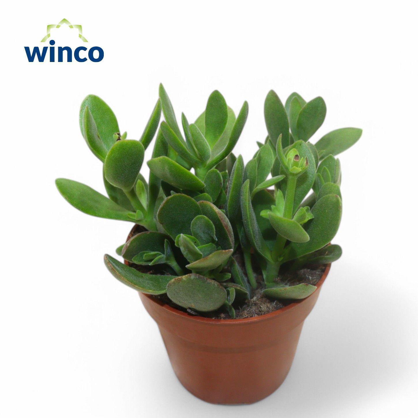 Горшечные цветы и растения оптом Crassula Rusby от 18шт (для телеги) из Голландии с доставкой по России