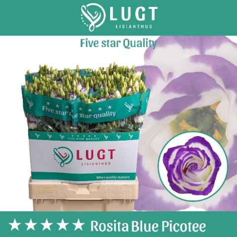 Срезанные цветы оптом Lisianthus do rosita blue picotee от 60шт из Голландии с доставкой по России