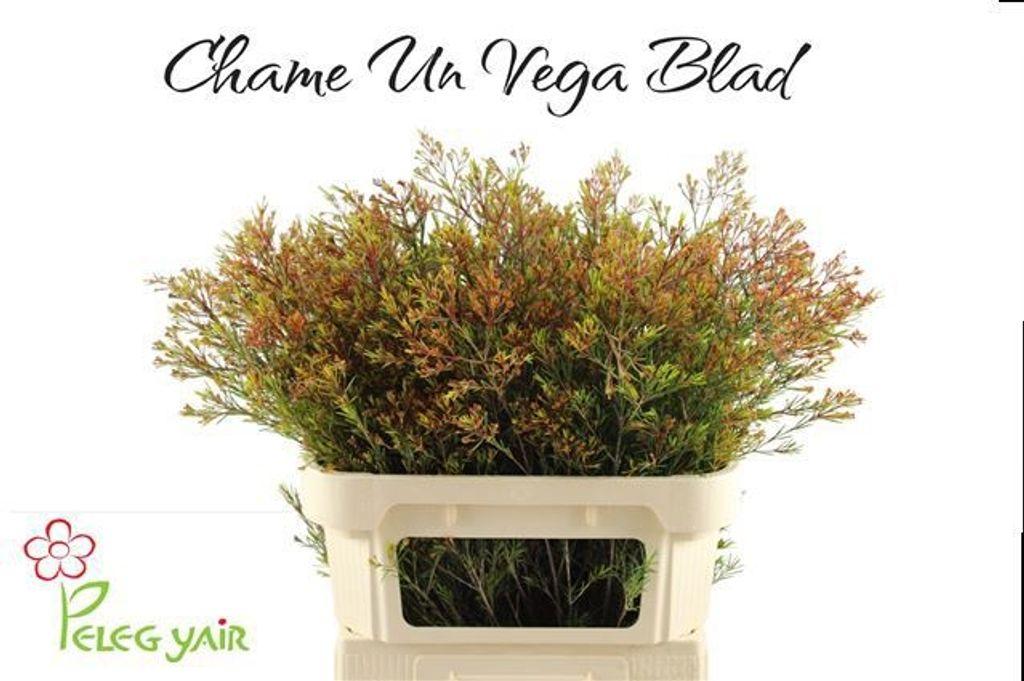 Срезанные цветы оптом Chamelaucium vega от 25шт из Голландии с доставкой по России