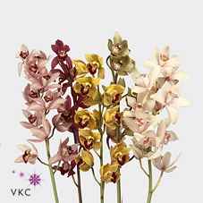 Срезанные цветы оптом Minicymbidium mix от 12шт из Голландии с доставкой по России