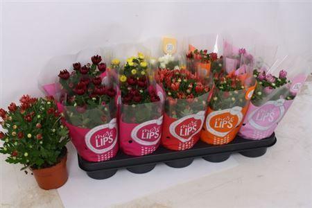 Горшечные цветы и растения оптом Chrysant Morelips Mix от 10шт из Голландии с доставкой по России