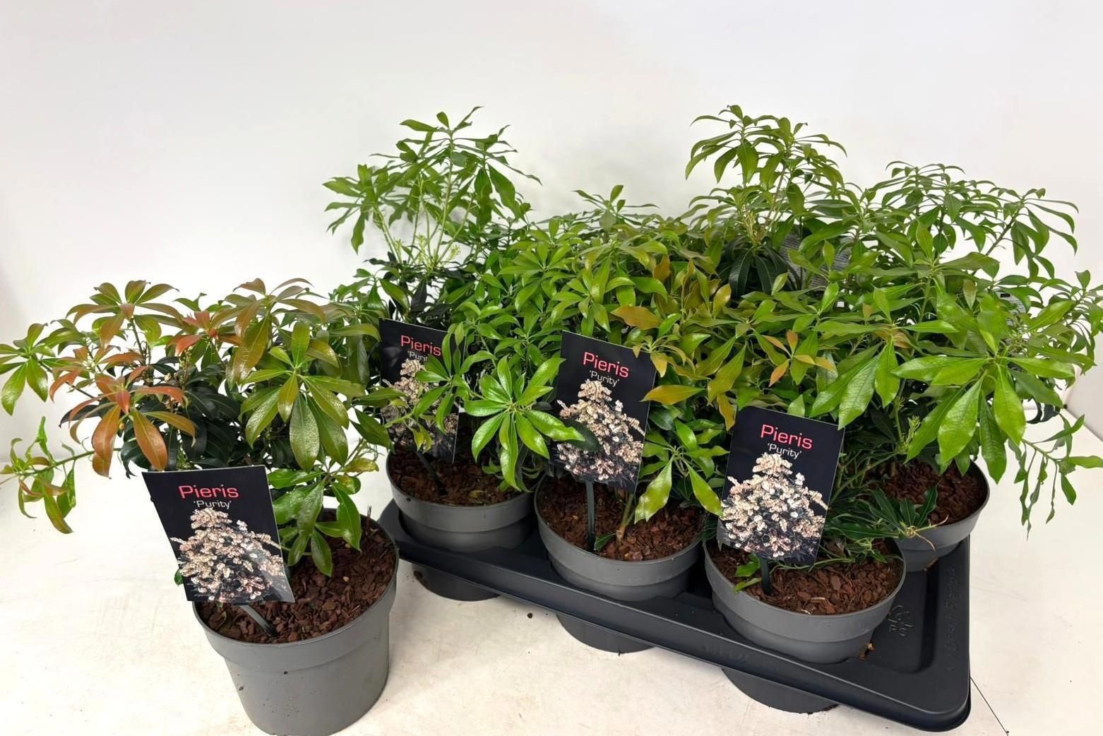 Горшечные цветы и растения оптом Pieris Ja Purity от 6шт из Голландии с доставкой по России