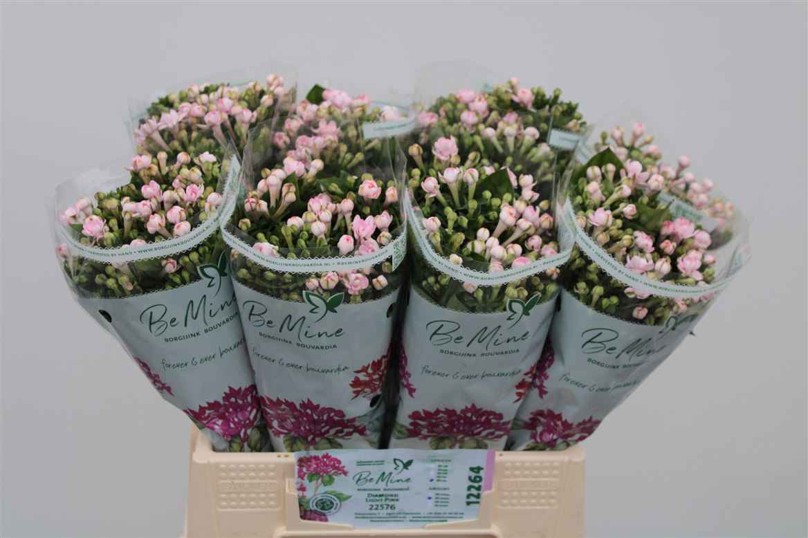 Срезанные цветы оптом Bouvardia do pink light от 80шт из Голландии с доставкой по России