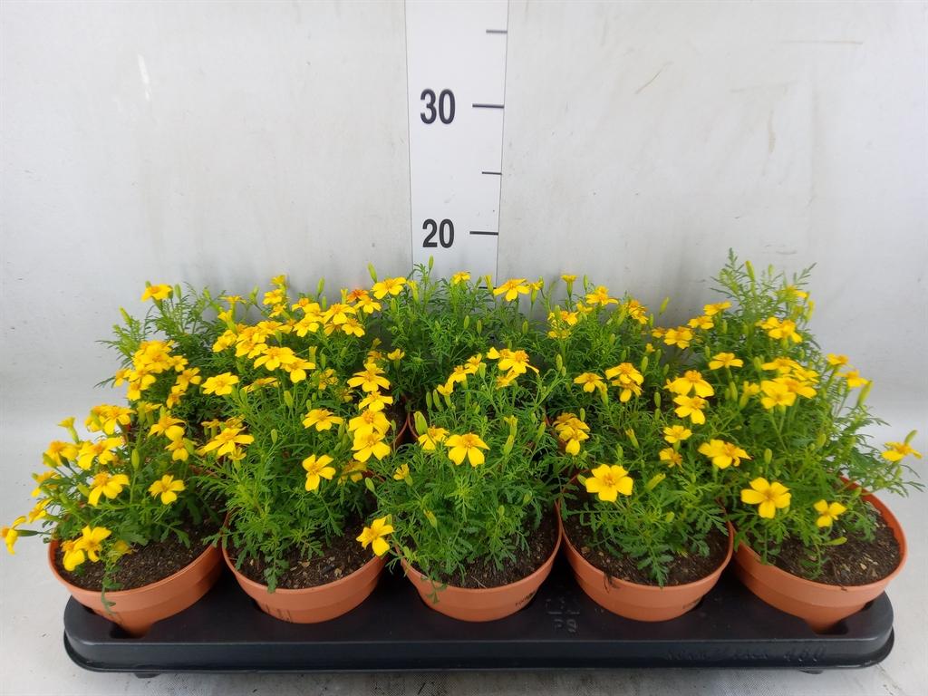 Горшечные цветы и растения оптом Tagetes от 10шт из Голландии с доставкой по России