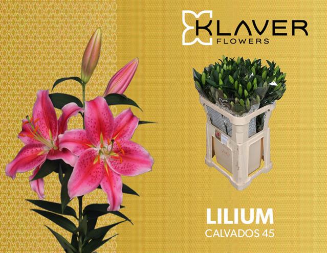 Срезанные цветы оптом Lilium or calvados от 40шт из Голландии с доставкой по России