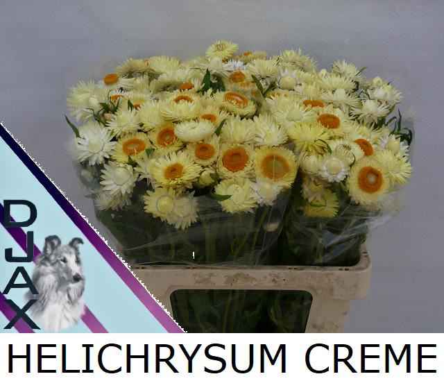 Срезанные цветы оптом Helichrysum creme от 60шт из Голландии с доставкой по России