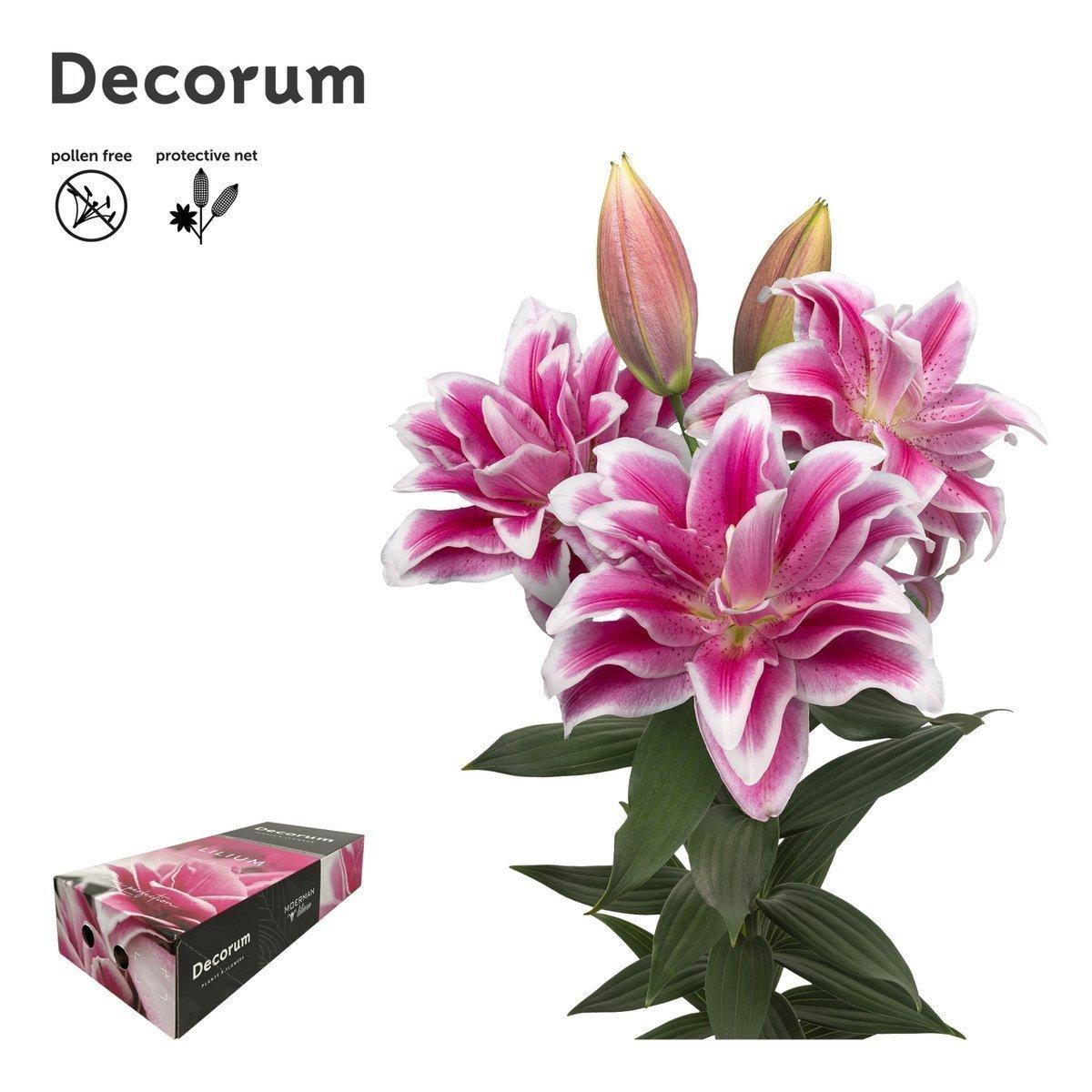 Срезанные цветы оптом Lilium or dbl roselily olympia A от 30шт из Голландии с доставкой по России