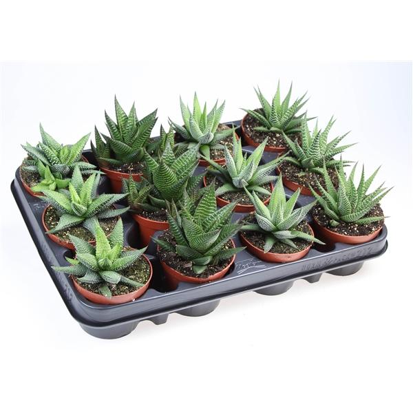 Горшечные цветы и растения оптом Haworthia Mix On Row от 12шт (для телеги) из Голландии с доставкой по России