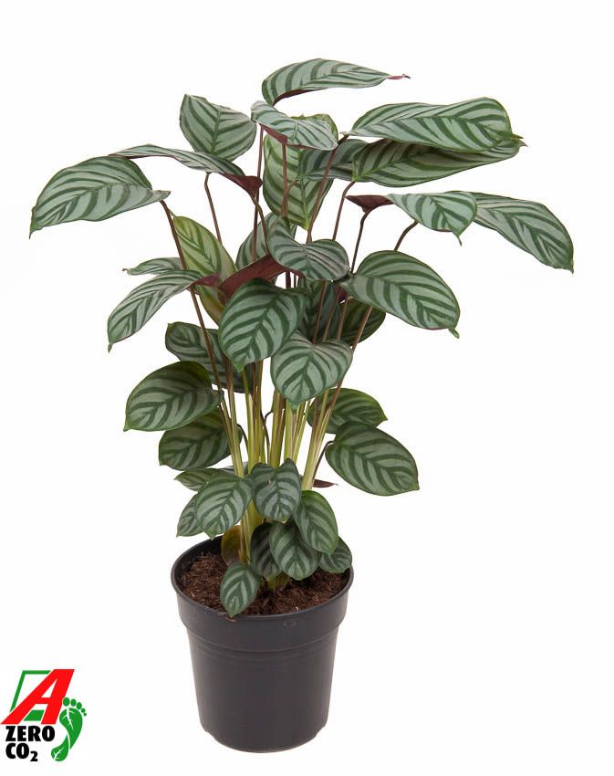 Горшечные цветы и растения оптом Calathea Green Flag от 1шт из Голландии с доставкой по России