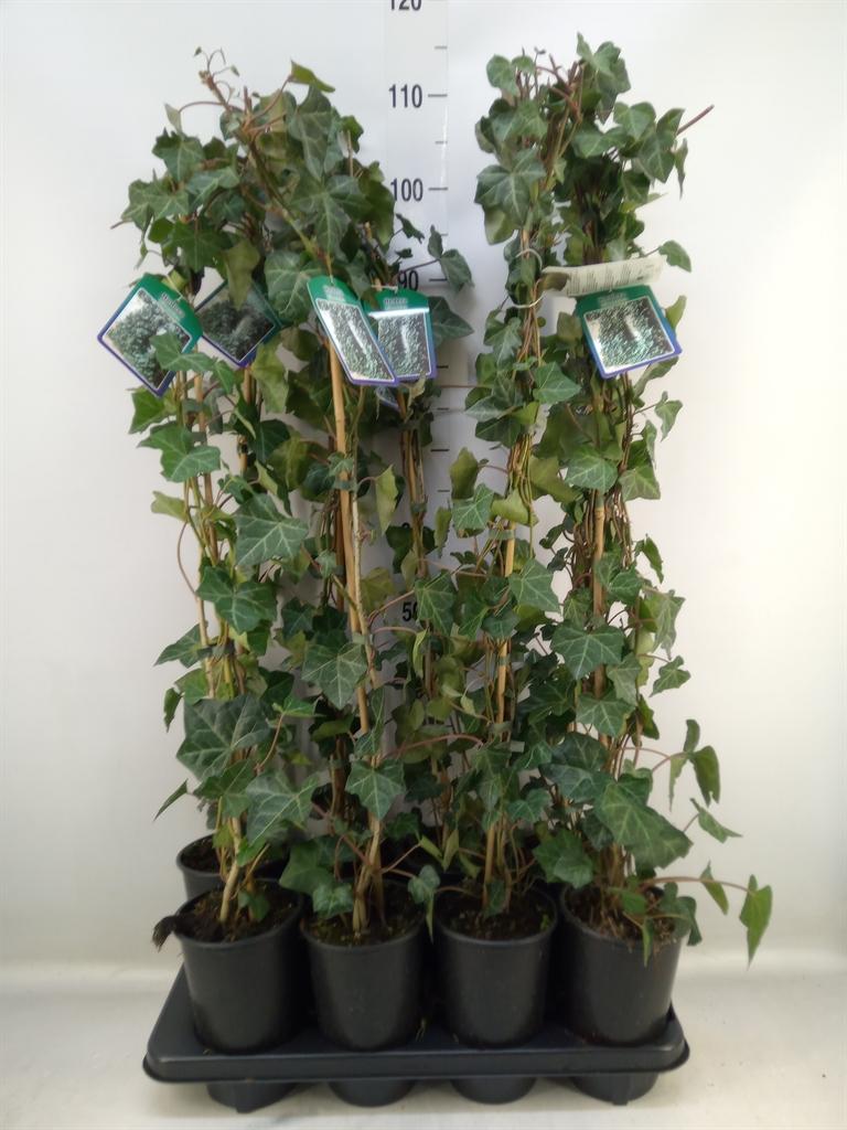Горшечные цветы и растения оптом Hedera Hibernica от 8шт из Голландии с доставкой по России