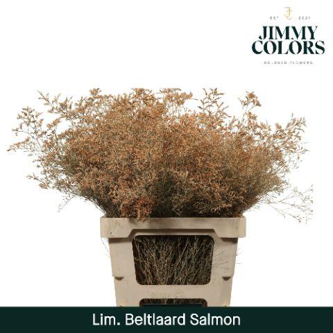 Срезанные цветы оптом Limonium beltlaard paint salmon от 25шт из Голландии с доставкой по России