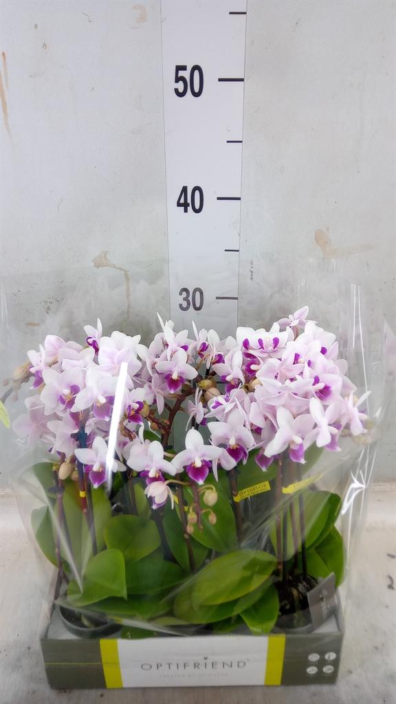 Горшечные цветы и растения оптом Phalaenopsis Multi.   ... от 8шт (для телеги) из Голландии с доставкой по России