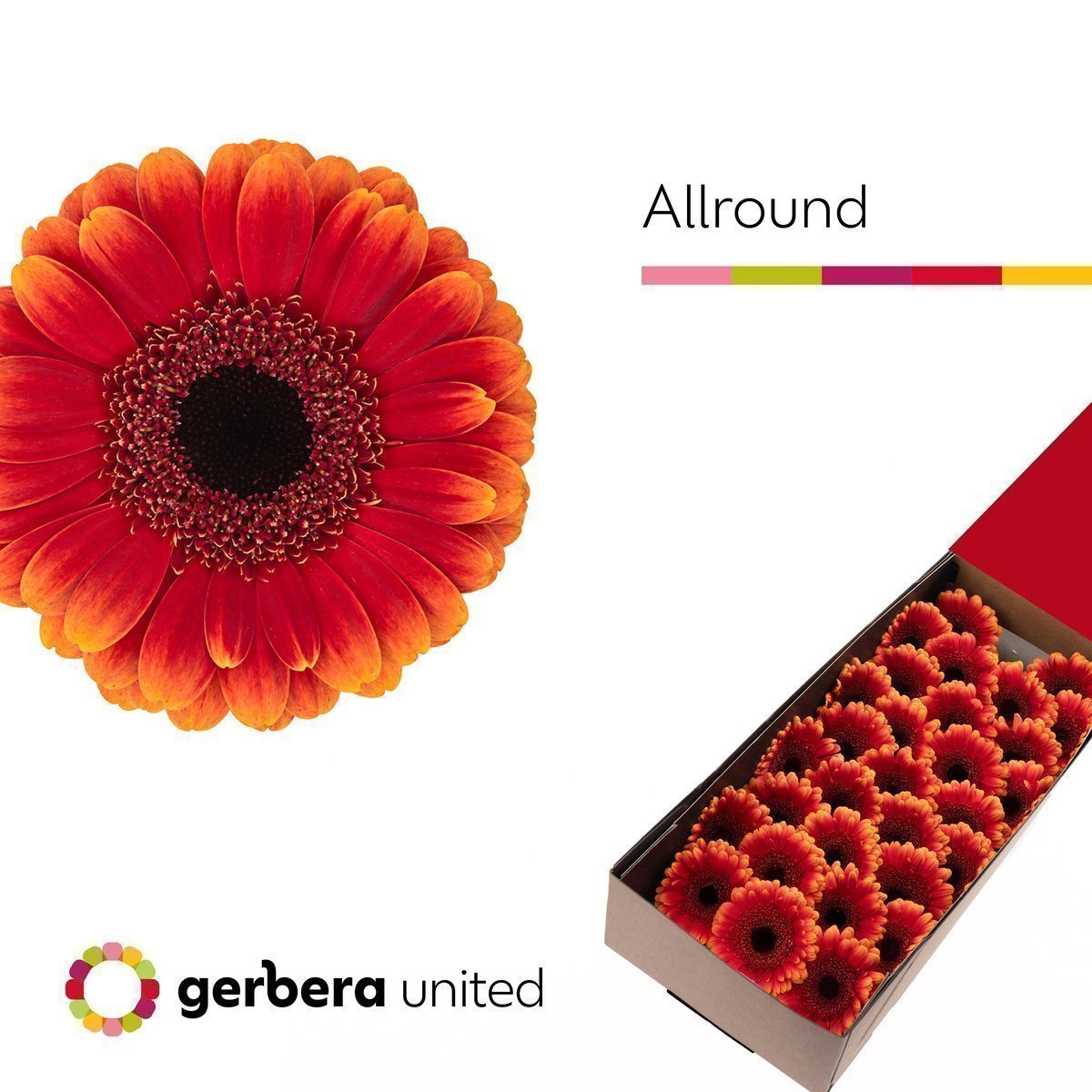 Срезанные цветы оптом Germini allround от 30шт из Голландии с доставкой по России